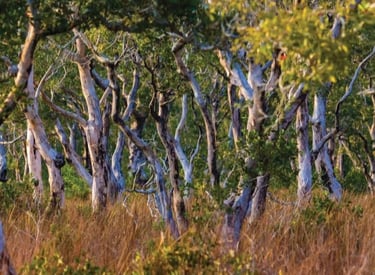 thung samet khao hat thai mueang national park trees