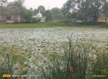 pond