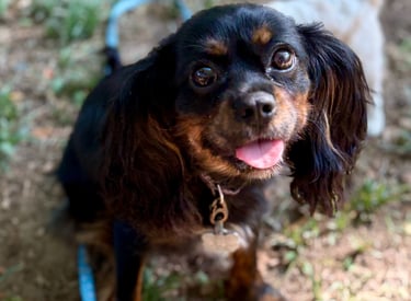 a beautiful dog is sitting on the ground with a leash