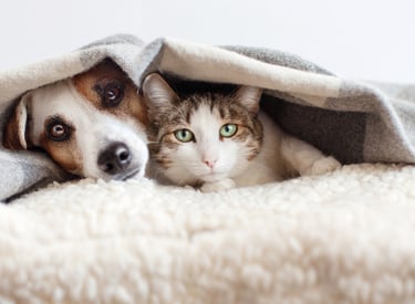 Chien et chat allongés côte à côte dans leur famille d'accueil