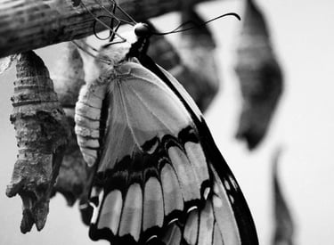 a butterfly emerging from its chrysalis