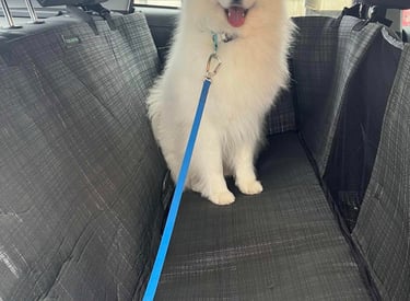 prekės šunims internetu (7)