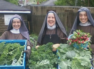 Franciscan Daughters of Mary harvesting from the Rose Garden Mission's veggie garden