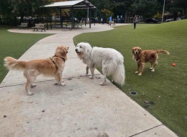 dog walking in off leash area at a dog park