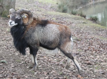Unser Soay-Widder