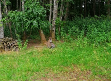 Unser Wallabipark