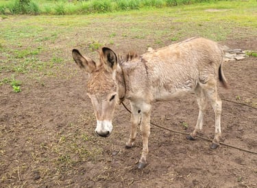 Emilio, a donkey baby is standing in the garten at Animal Aid Kenya and waiting for Sponsorship
