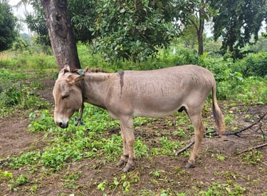 Holly, a donkey standing in the grass at Animal Aid Kenya and waiting for Sponsorship