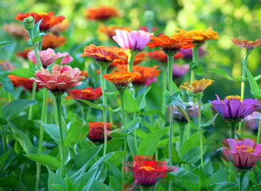 potager de bien-être et thérapeutique offrant un espace pour se ressourcer 