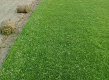lawn grass in Visakhapatnam