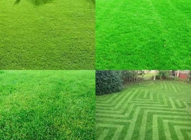 lawn grass suppliers in Hyderabad