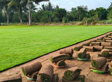 lawn grass suppliers in Vijayawada