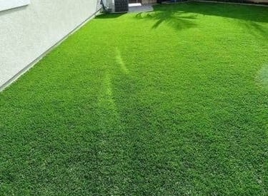 Natural lawn grass in Visakhapatnam