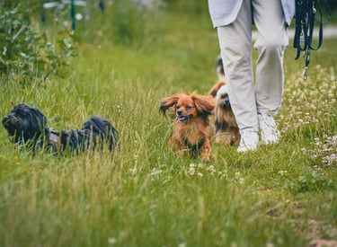 Promenade canine en pleine nature, sortie adaptée au rythme du chien