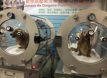 Perro en cámara hiperbárica