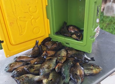 blue gill fishing guide