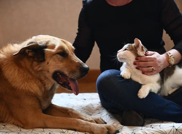 séance au cabinet avec chien et chat