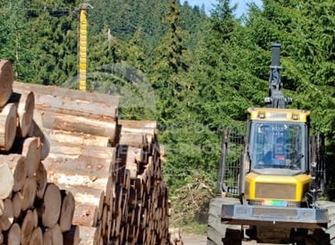 un tracteur chargeur roule sur un chemin de terre à côté de tronc d'arbre d'écoupé