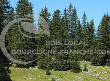 un groupe d'arbres dans un champ avec un ciel bleu en arrière-plan