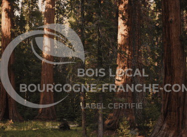 une forêt assez sombre rempli d'arbre grand et vert