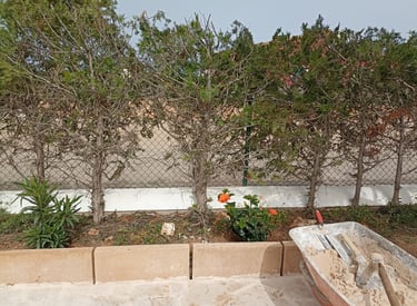 eliminación de malas hierbas