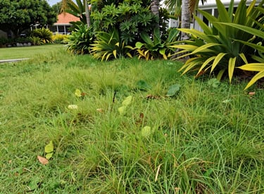 A neglected, overgrown tropical garden in Barbados before maintenance.