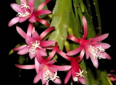 The very delicate "Felcino-filou" 