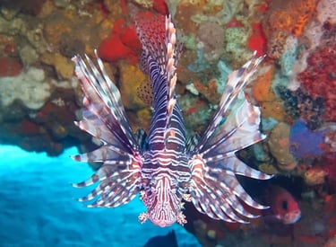 Close-up of a lionfish with its dorsal venomous spines deployed in a defensive display