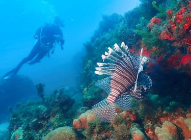 The TTT team in the field, supporting reef conservation and lionfish management