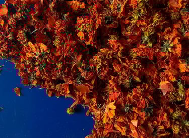 cosmos séché teindre avec teinture végétale