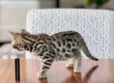 precio gato bengali