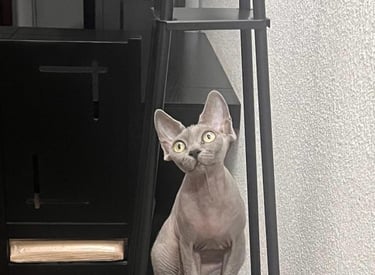 precio gato sphynx