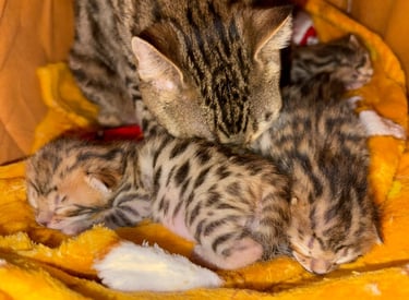 gatitos bengali bebes