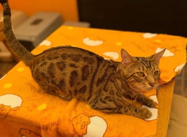 gatitos bengali brown