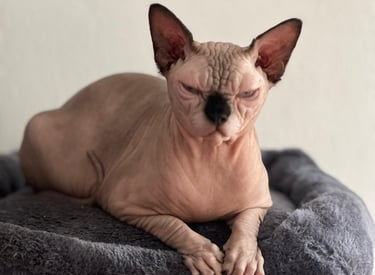 gato sphynx precio