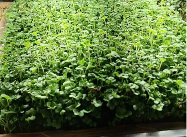 a trays of live broccoli micro greens