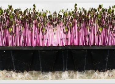 a mini trays of live red cabbage micro greens