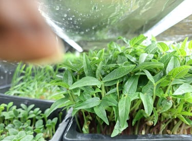 a mini trays of live mung beans micro greens