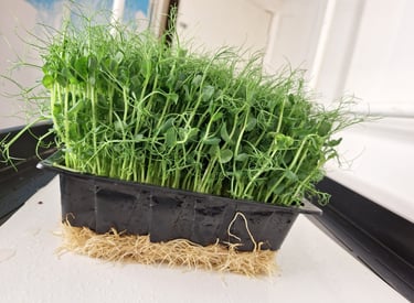 a trays of live pea shoots micro greens