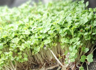 a mini trays of live rocket micro greens