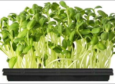 a mini tray of live sunflower micro greens.