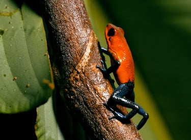 A vibrant red strawberry poison dart frog with blue legs climbing a tree branch in the rainforest.