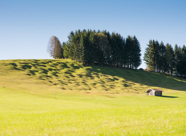 Rustic wooden barn on a rolling green hillside with pine trees under a clear blue sky.