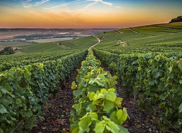 Champagne House Tasting Experience — France