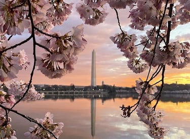 Pink cherry blossoms frame the Washington Monument reflected in the Tidal Basin at sunrise in DC.