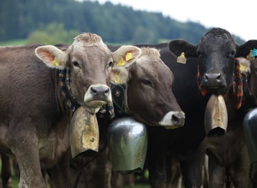 Brown and black Swiss cows wearing traditional large metal cowbells in a green Alpine pasture.