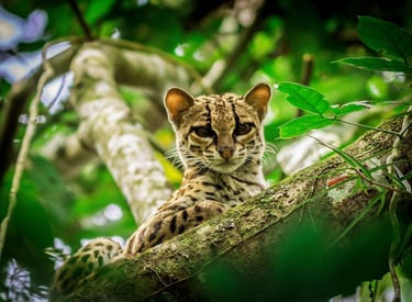 A wild margay cat with spotted fur resting on a mossy tree branch in a tropical rainforest canopy.