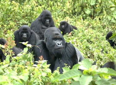 Gorilla Trekking — Rwanda