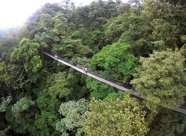 Aerial view of a long suspension bridge hanging over a lush tropical rainforest canopy.