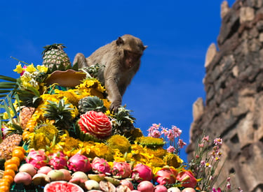 A macaque monkey eats tropical fruit at the Lopburi Monkey Buffet Festival in Thailand.